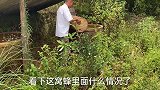 老乡蜜蜂被胡蜂打跑，小伙赶到找出窝大黑尾，一窝蜜蜂换黑尾值吗