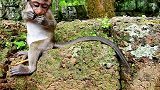 小猴正在吃水果，一看到母猴靠近，赶紧撤退到安全区域！