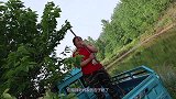 老妈家杏子熟了，胖妹吃不完兜着走，还做8个饼，填饱肚子好开心