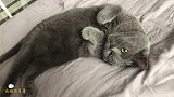 云养猫的福利来啦！带你近距离观察一只熟睡中的小肥猫，萌化了！
