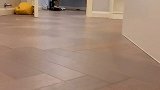 我怀疑自己养了只假猫#爱宠来狂欢 #萌宠出道计划 #独特小田园