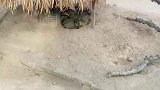 土拨鼠们聚堆乘凉，唯有一只土拨鼠例外不愿加入