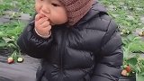 熊孩子拔了这几天草了，也学会偷懒了，偷偷摘了一颗草莓犒赏自