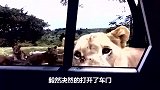 熊孩子探头给狮子拍照，不料把狮子惹怒了，狮子-敢惹我！