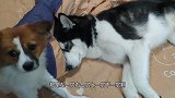 狗狗偷偷上床睡觉，劝它两句它就耍无赖，爱谁谁的样子太欠揍了