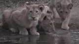 为了保护幼崽顺利过河，英勇母狮与鳄鱼展开生死大战