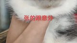 给客户选的狗，你感觉长的怎么样