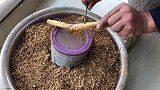 优质的牛大力干原来是这样做的！不但很好保留鲜味！还能存放更久