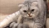 小猫咪太凶，主人只要说它丑，立马就变脸！