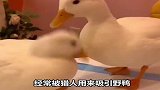 这么可爱的柯尔鸭，你喜欢吗