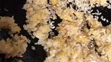 男子怕孩子饿着，动手用蛋炒饭米却是一粒的，大人当得真差劲