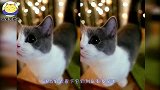 可爱到爆炸的猫咪会发生哪些有趣的事情？