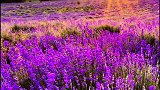 我就这样一面看花，一面想你。紫色花海