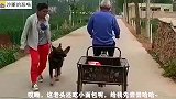 第一次见二哈不想吃东西，这以后怕不是要绝食了吧