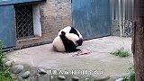 熊猫宝宝成天打架，看熊猫妈妈怎么教训熊孩子，太搞笑了