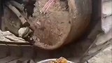 在挖掘机履带中发现蜂蜜，这可是好东西