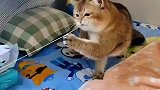 猫咪无聊玩皮筋，网友呲牙咧嘴地看完，最后听到叫声就放心了