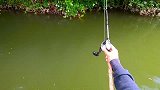 钓鱼：硬扛暴力挣扎的大鲶鱼