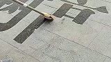 小区门卫大爷用拖把写印刷字体，我连普通字体就写不好