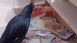 鸟：我对钱不感兴趣，想买啥直接说