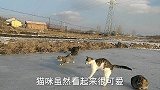 猫咪需要运动吗？