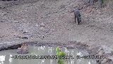 老虎趴在地上发现猎物，以为是羊，走近一看吓得撒腿就跑！