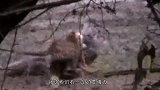 西伯利亚虎大战鬃毛大雄狮，若非饲养员一声断喝，其命休矣！