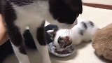 主人给小奶猫开小灶，被猫老大看见，随后猫老大反应，主人乐坏了