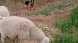 德牧犬看家护院放牧牛羊