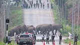 30几只大象过马路，严重影响交通，司机纷纷停车拍照