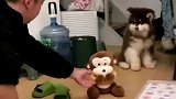 铲屎官用玩偶教育小狗，把狗狗吓得躲到角落！
