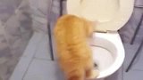 猫咪都会“亚洲蹲”了！橘猫：大惊小怪，朕只是在上厕所而已