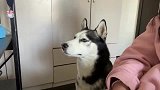 又是吃独食被二哈骂的一天，小傻瓜