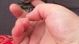 我的小可爱，乖巧文静的小猫咪，最招人喜欢的一只猫