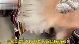 主人浑身疼，金毛拿错药给主人，还说服主人吃了