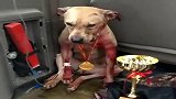 这个比特犬拿了斗狗大赛冠军，但自己也挂上了吊瓶！