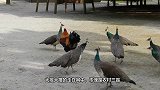 一只母鸭误入公鸭群，没一会就爬不起来，看完心疼母鸭