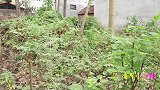 逃学1：小甜甜上学的路上崴到了脚，来福背妹妹去医院耽误上学！