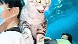 带着猫咪第一次去海底世界，猫咪整个都迷茫了，仿佛在说先吃那个！