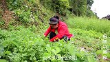 苗大姐苗家酸菜一砂锅，香椿炒鸡蛋特别香，米饭噌噌吃下肚