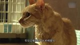 橘猫抑郁症发作，意图绝食自杀，背后的原因让人泪目！