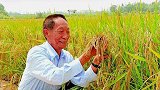 水稻之父袁隆平老先生：梦想不息，大爱兼济苍生