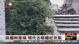 浙江明代古桥栅栏开裂 系桥上田榴树惹祸