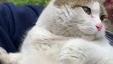 虽然这是一只流浪猫，但它从来不亏待自己，身材依然和大橘差不多
