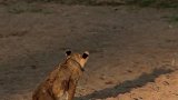 动物世界：截瘫狮幼崽挣扎求生，命运悲惨！