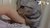 小姐姐假装在哭，测试自家猫咪的反应