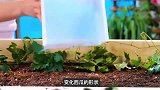 西瓜的各种形状是怎样长成的，真神奇！