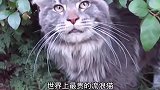 世界上最贵的流浪猫