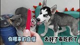 你们说谁赢了，该给谁吃？