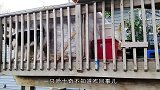 哈士奇究竟有多傻？要不是亲眼所见，你都不敢想象